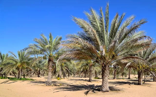 Published in Agricultural Water Management, the study is based on the results of an experiment carried out at ICBA’s research station in Dubai from 2001 to 2016. Researchers evaluated the performance of 18 local and regional date palm varieties in an open-field area of 2.5 hectares.
