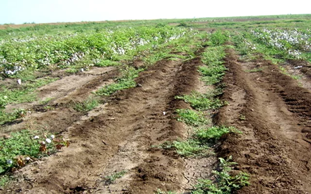 Rehabilitation and Management of Salt-affected Soils to Improve Agricultural Productivity (RAMSAP) 