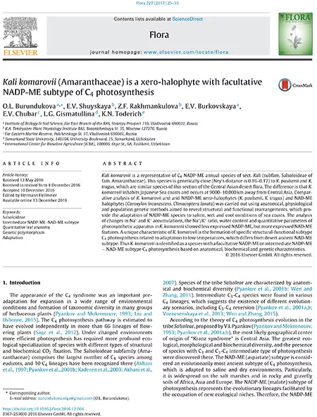 Kali komarovii (Amaranthaceae) is a xero-halophyte with facultative NADP-ME subtype of C4 photosynthesis