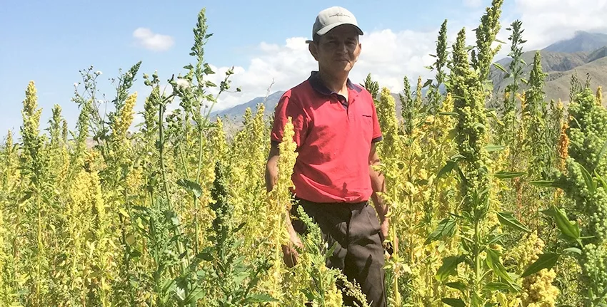 Azamat Kaseev is one of several pioneer farmers in Kyrgyzstan with whom ICBA works to introduce quinoa. On his farm in eastern Issyk Region, he grows for seed one of ICBA's high-yielding and stress-tolerant quinoa lines.