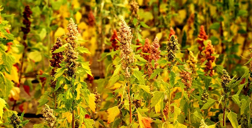 Unlike major crops like wheat, quinoa is a complete protein - containing all eight of the essential amino acids. It is packed with dietary fiber, phosphorus, magnesium and iron. It is also gluten-free and easy to digest. Quinoa’s health benefits have made it a staple for hip restaurants and upscale shops around the world.