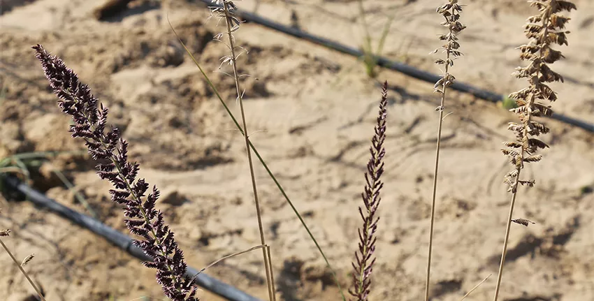 Thanks to the scientists’ efforts, the grass has been preserved at ICBA’s experimental fields and can be used for reintroduction to the wild.