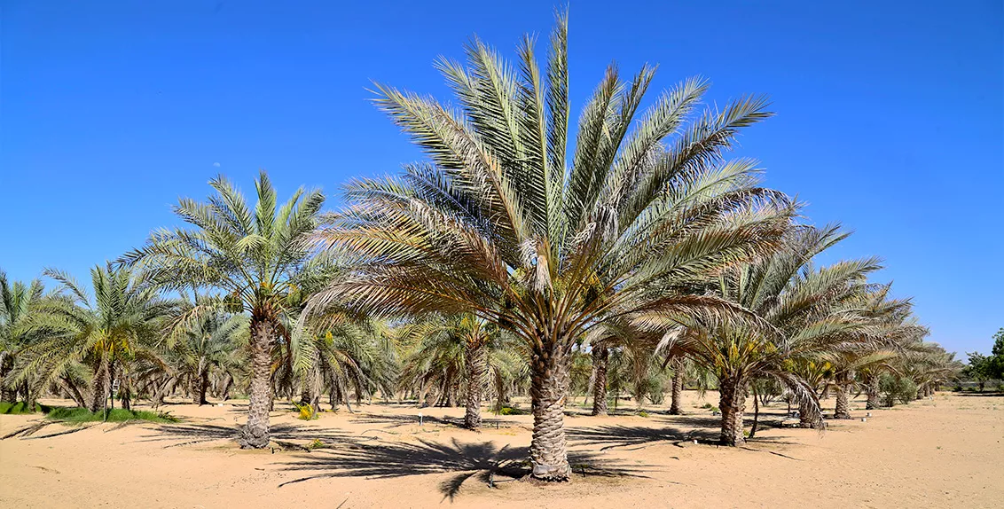 Published in Agricultural Water Management, the study is based on the results of an experiment carried out at ICBA’s research station in Dubai from 2001 to 2016. Researchers evaluated the performance of 18 local and regional date palm varieties in an open-field area of 2.5 hectares.