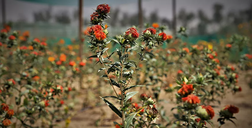 Study shows how municipal waste can be turned into soil conditioner in UAE