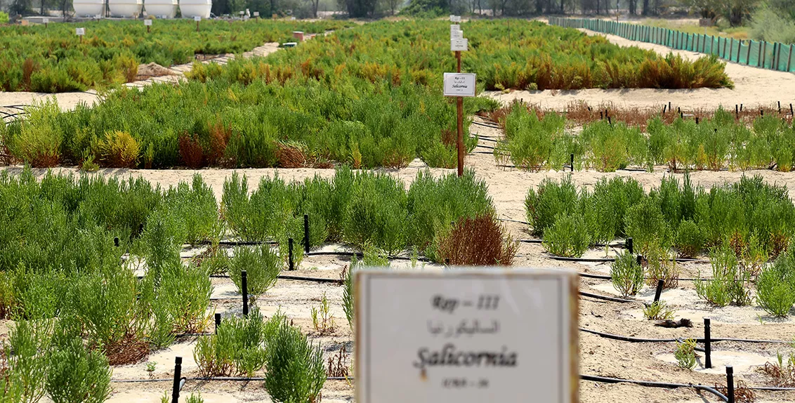 Since 2012, ICBA and its partners have been investigating the potential for growing Salicornia under the hot, dry, and saline conditions of marginal environments. 