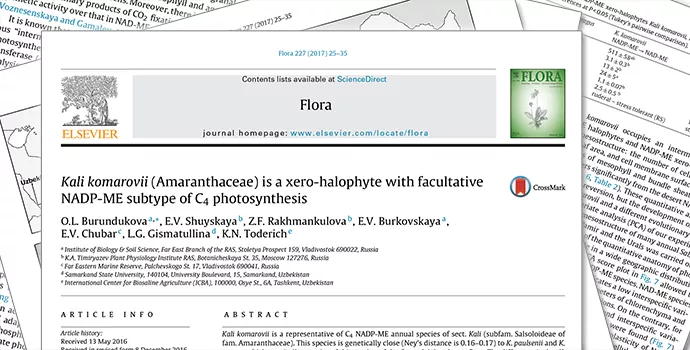 New study shows how xero-halophyte plant adapts to coastal conditions