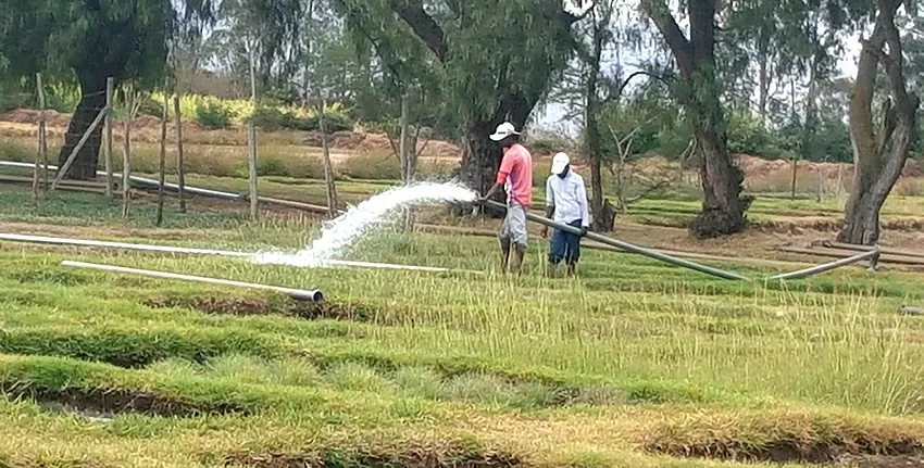 Training farmers to cope with salinity in Ethiopia