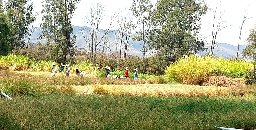 Training farmers to cope with salinity in Ethiopia