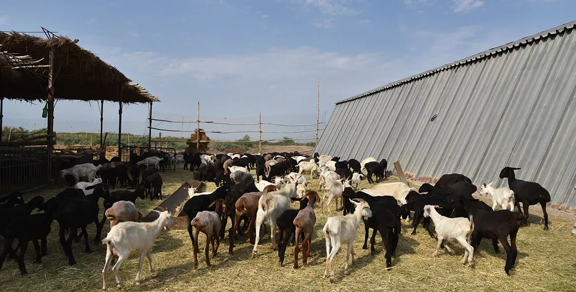 Every day more than four tonnes of milk produced by 160 cows and 300 goats is processed at the Pana Milk factory. He also owns 300 Gissar sheep and plans to acquire milk-producing sheep for making cheese.