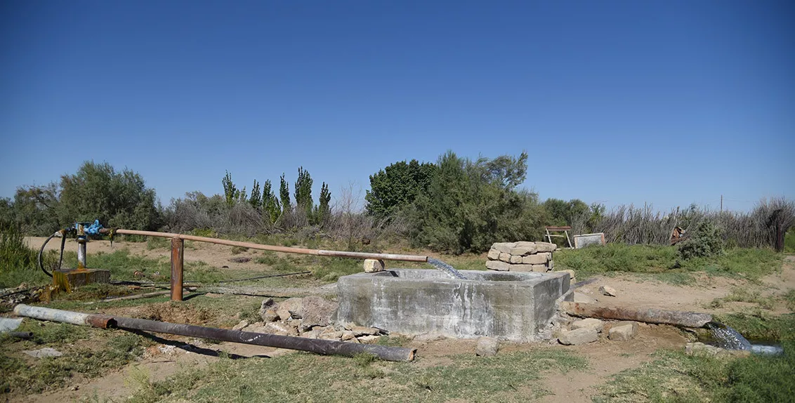 Since 2006, ICBA has been implementing research and field trials in the central Kyzylkum area to introduce cold-, heat- and drought-tolerant halophytes such as pearl millet, sorghum, amaranth, safflower, quinoa and other crops, using mineralized artesian water.