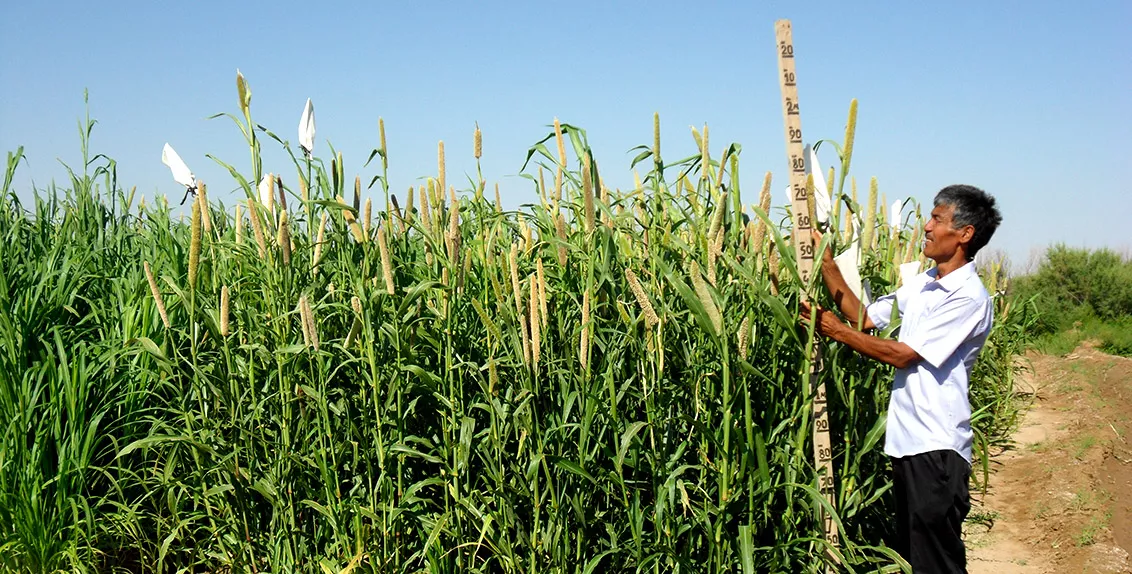 When the technology is used, rural farmers can generate around 200 USD per hectare, obtaining 3-5 tonnes of straw and 1.5-2 tonnes of winter wheat grain; 48-78 tonnes of maize, sorghum and millet silage; 14.4-15 tonnes of alfalfa hay; 23 tonnes of hay of above-the-ground phytomass of licorice and up to 10 tonnes of halophyte hay.