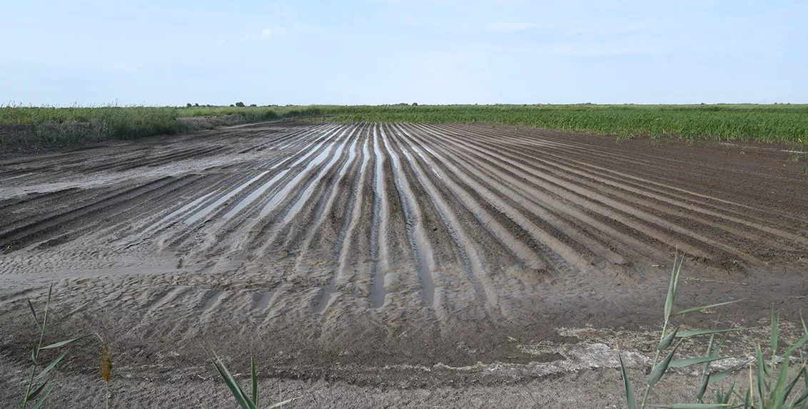 With the support from ICBA, a small weather station and sensors to measure soil temperature, salinity and groundwater levels were installed in Kutlimurat’s field. The obtained data will enable scientists to create a road map to cultivate appropriate crops depending on weather variability, soil conditions and water availability in the field.