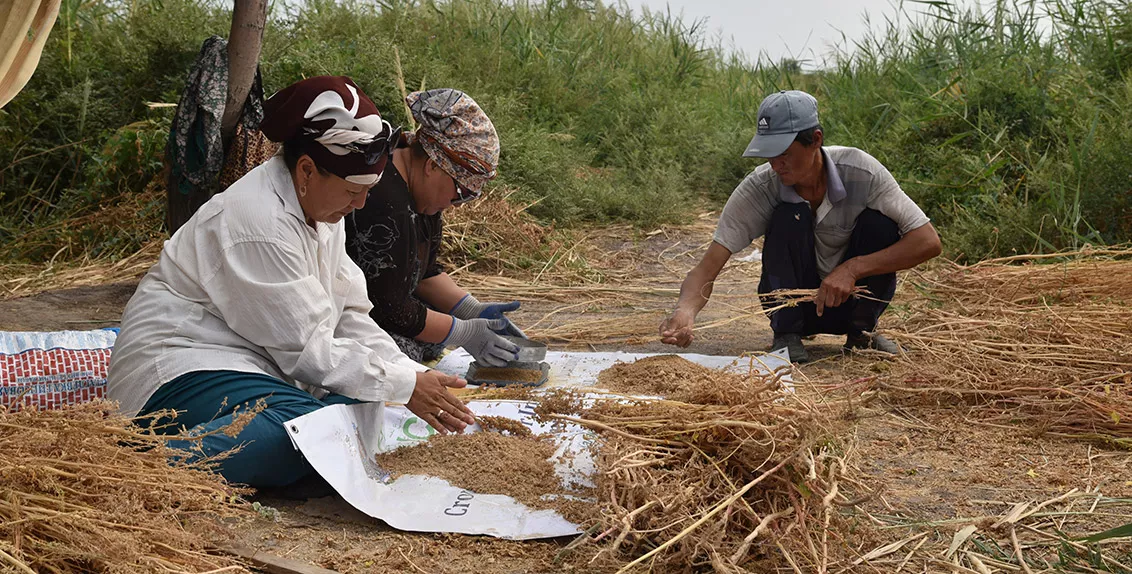 The improved lines were first tested in different agroecological zones from Tashkent Region and the Syrdarya River basin to sandy soils of the Kyzylkum desert. A special focus was made on the introduction of quinoa in marginal lands of the Aral Sea area, a region with low-yielding and extremely saline soils.