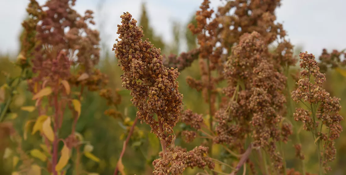 As major crops cannot withstand high levels of soil and water salinity and lack of water, local and international research organizations are looking for alternatives that are both resilient and nutritious.