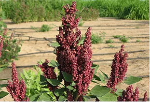 Super crop for future food security in marginal environments