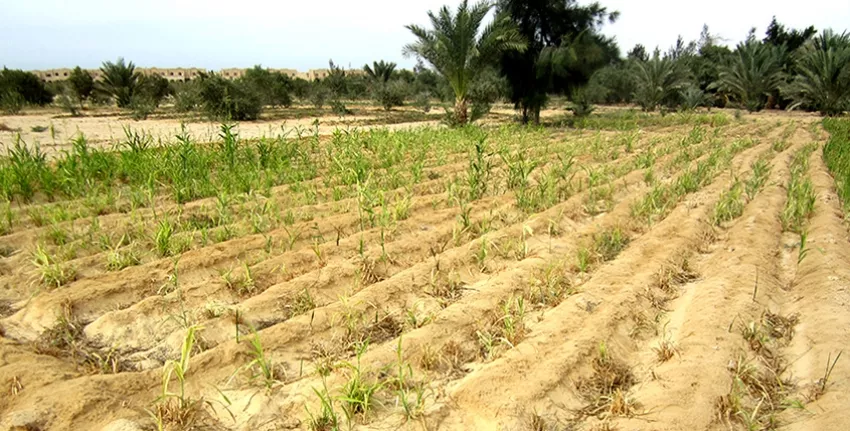 Model for seed production of resilient salt-tolerant crop species for Climate Smart Agriculture in Egypt